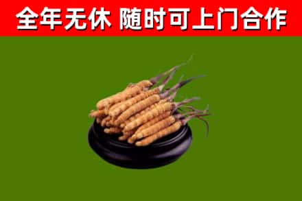 莱西回收散虫草